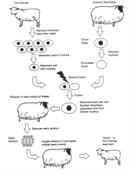 benefits and problems of cloning The pros of human cloning here are the primary benefits to the science of human cloning: defective genes could be eliminated genetic illnesses are not a leading killer of people today, but they could be in the near future. benefits and problems of cloning The pros of human cloning here are the primary benefits to the science of human cloning: defective genes could be eliminated genetic illnesses are not a leading killer of people today, but they could be in the near future.